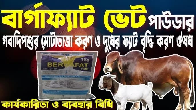 বারগাফ্যাট – ১ কেজি