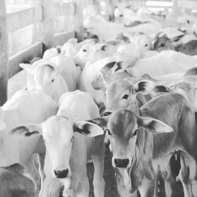 ক্রসব্রেড বুল কাফ