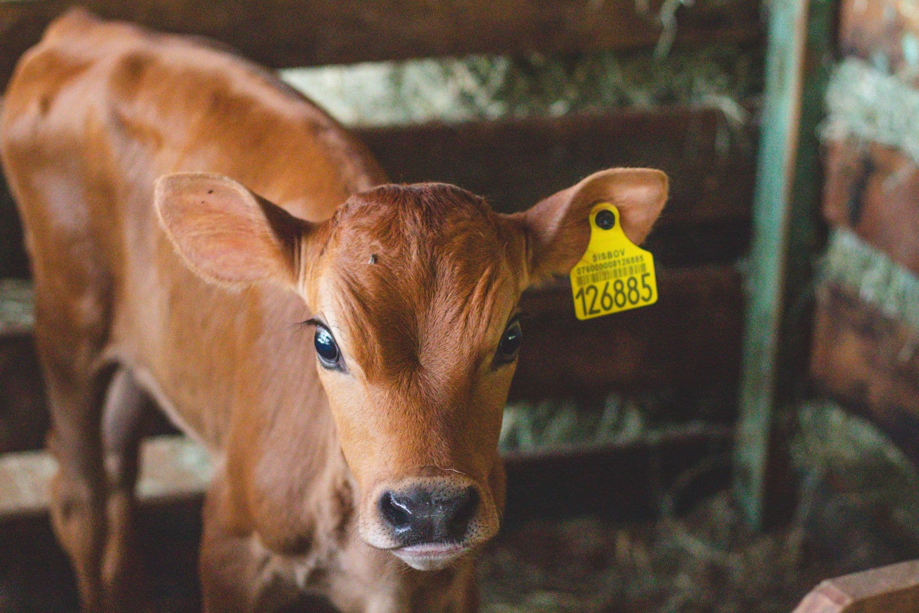 A young calf