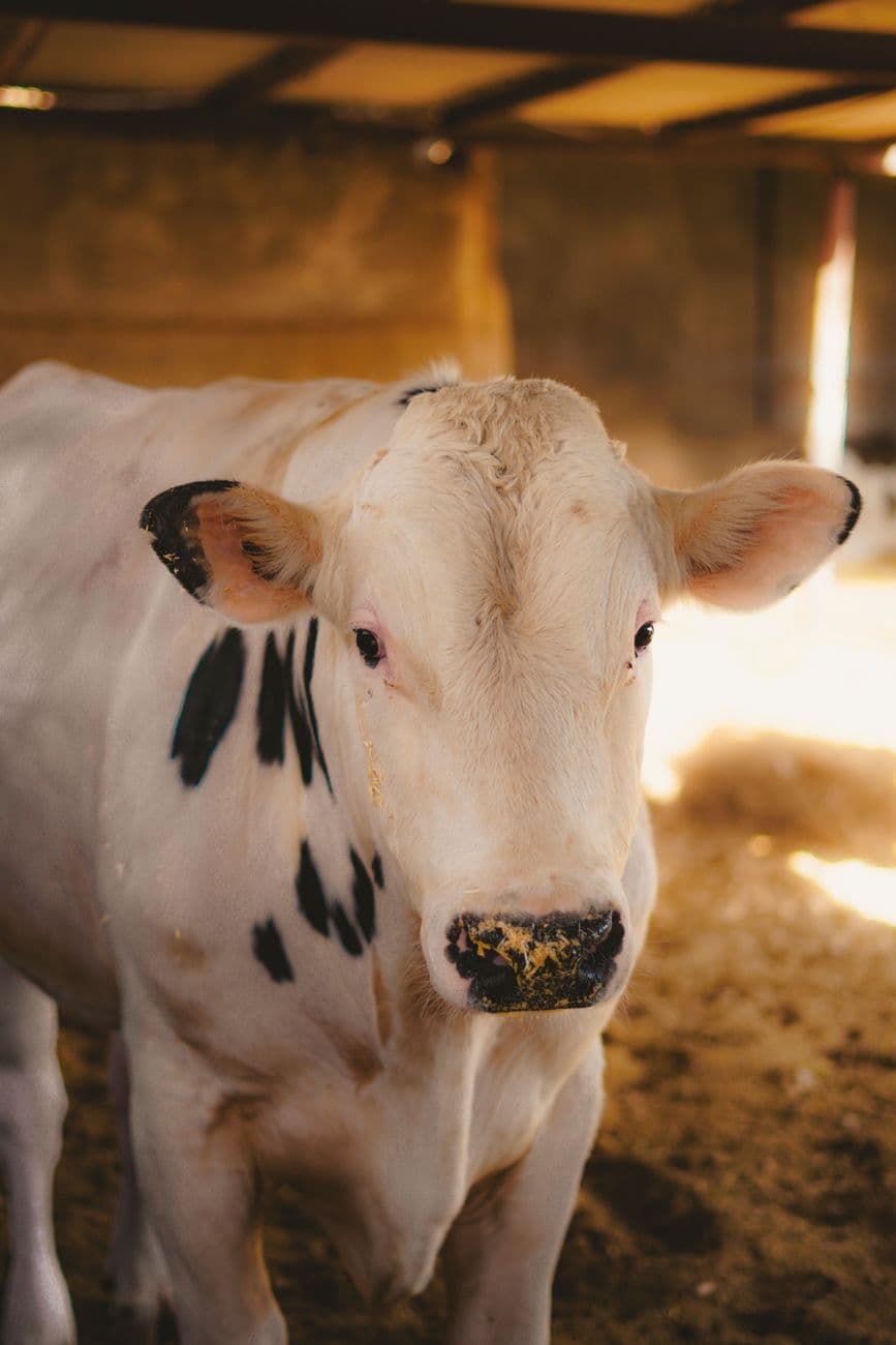 Dairy cow at the farm