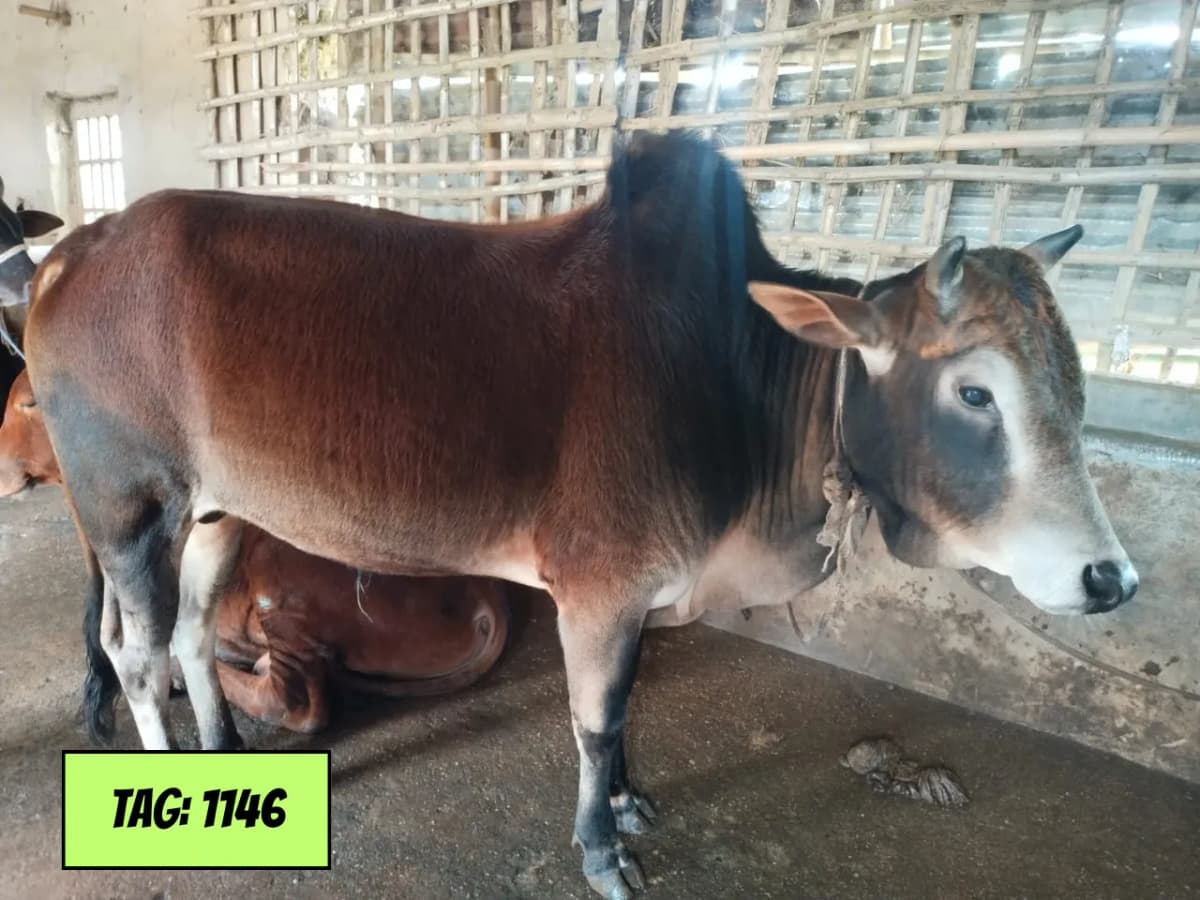 দেশিঃ লাল (ট্যাগ নং - ১১৪৬)
