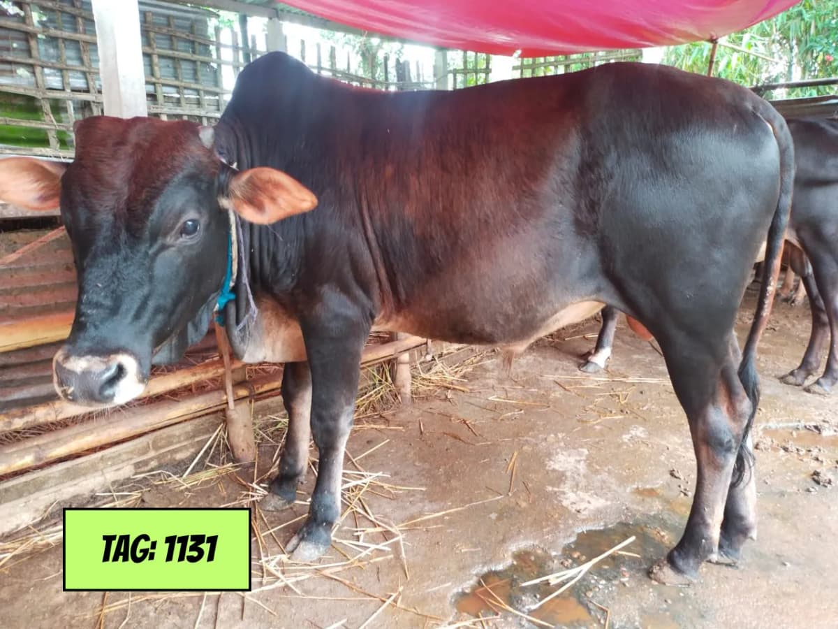 দেশি - কালো (ট্যাগ ১১৩১)