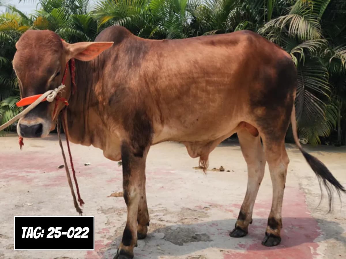 দেশিঃ লাল (ট্যাগ নং -২৫-০২২)