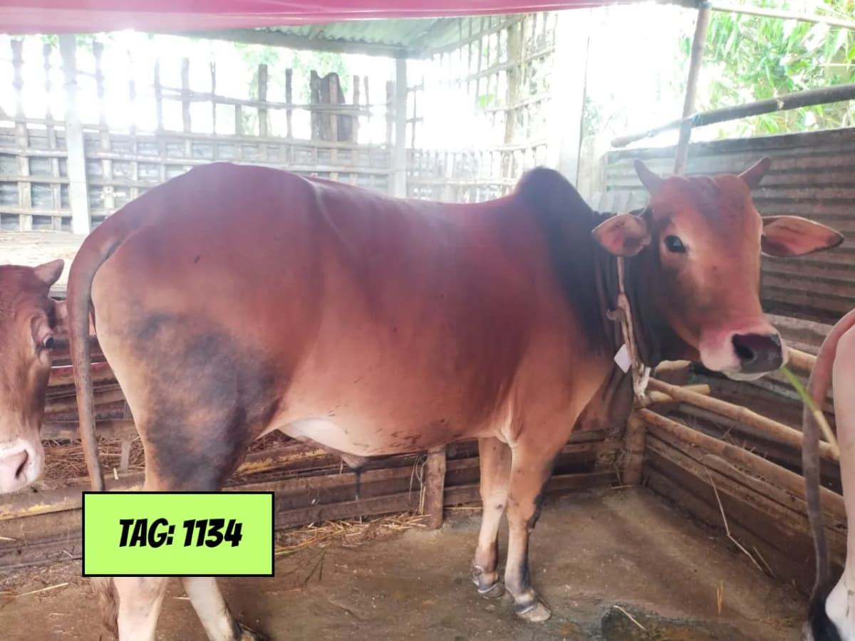 দেশি - লাল (ট্যাগ ১১৩৪)