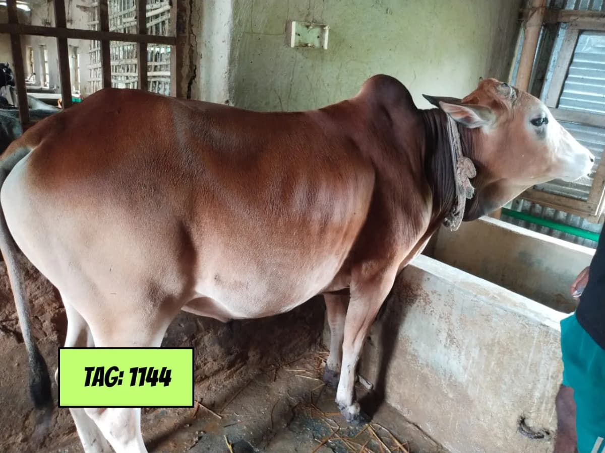 দেশিঃ লাল (ট্যাগ নং - ১১৪৪)