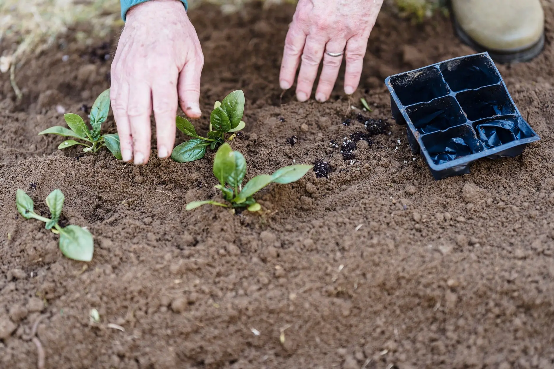 Farmer's hands at work